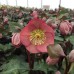 Морозник Helleborus Frostkiss Penny's Pink 